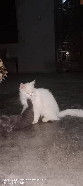 RUSSIAN CAT FOR SALE WHITE COLOR CONTACT WITH ME 1