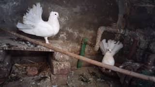 White Lakka Breeder pair with chicks