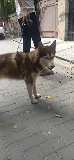 Siberian Husky is a medium-sized working sled dog breed.