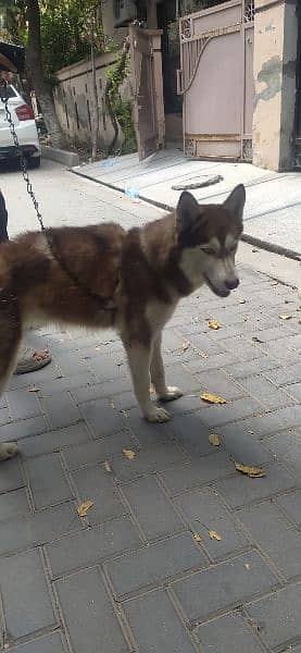 Siberian Husky is a medium-sized working sled dog breed. 1