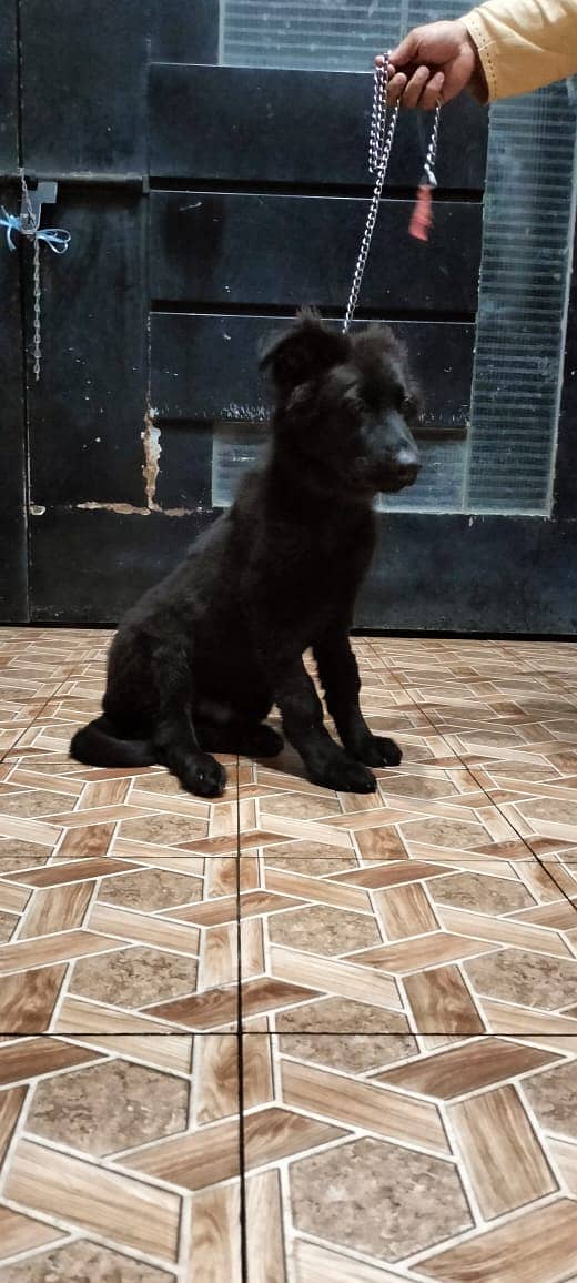 black German shepherd . male puppy available for sale 1