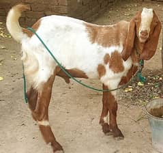 ma sha Allah pure Desi Bakra