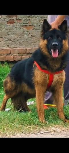 Long coat German Shepherd mail for sale 0