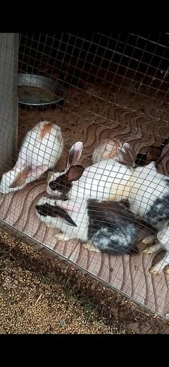 RABBITS FOR SALE SIALKOT