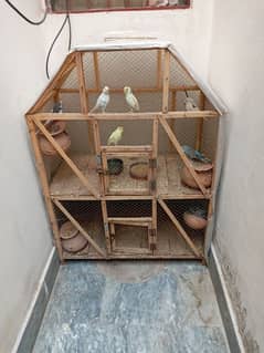 Parrots cage with budges and red eyes for sale