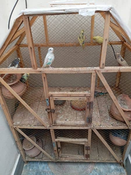 Parrots cage with budges and red eyes for sale 1