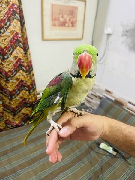 kashmiri Raw Parrot Hand taim 3