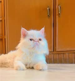 persian peke face female