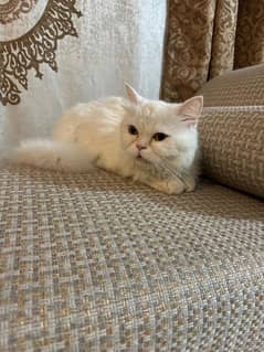 2 Persian Cats Male And Female Both