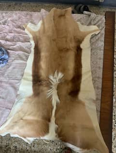 Impala deer skin for sale number +92 333 2584413