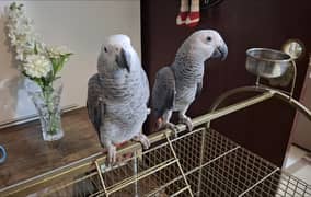 Pair of talking African grey For Sale