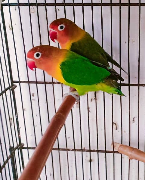 love birds breeder and bonded Pairs 5