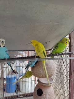 Healthy and fit parrot (Australian Tota) per pair Rs. 600