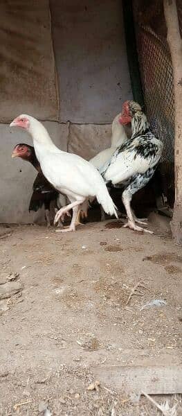 chicks for sale. . amrohy. . lasani. . heery. . peely 1