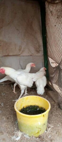 chicks for sale. . amrohy. . lasani. . heery. . peely 2