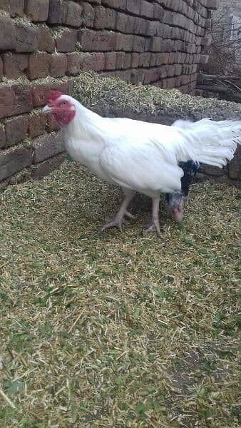 chicks for sale. . amrohy. . lasani. . heery. . peely 6