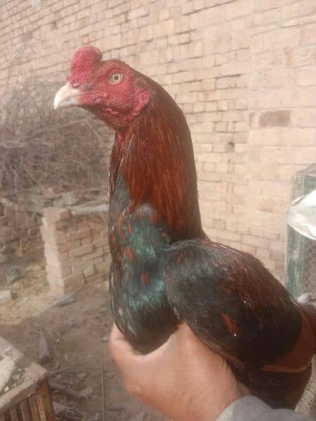 chicks for sale. . amrohy. . lasani. . heery. . peely 7