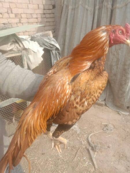 chicks for sale. . amrohy. . lasani. . heery. . peely 8