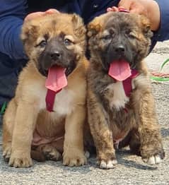 king Kurdish kangal pair show quality havey bone structure for sale