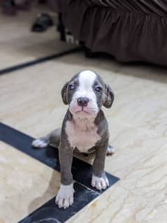 Pitbull dogs puppies for sale