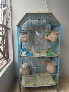 3 pairs of parrots with cage