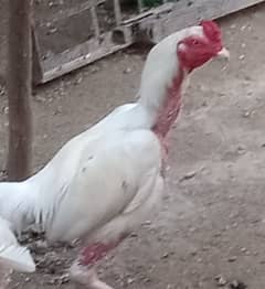 Heera Aseel Male for Sale