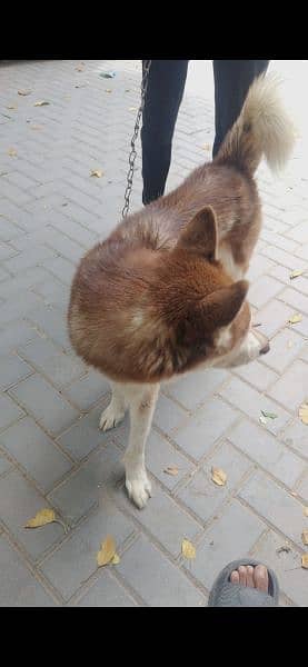 Siberian Husky is a medium-sized working sled dog breed. 3