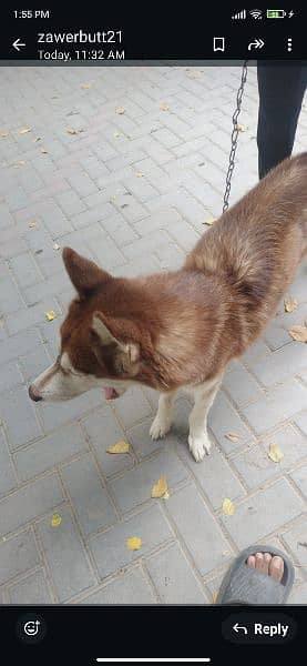 Siberian Husky is a medium-sized working sled dog breed. 4