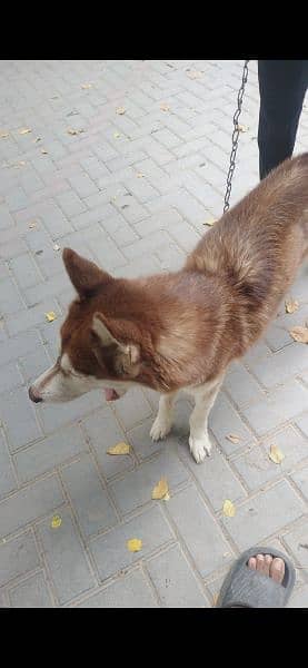 Siberian Husky is a medium-sized working sled dog breed. 5