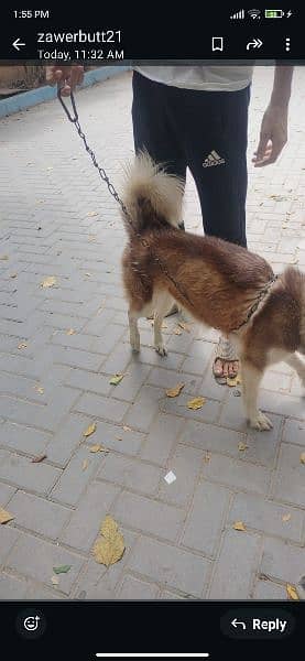 Siberian Husky is a medium-sized working sled dog breed. 6