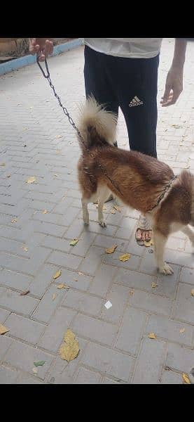 Siberian Husky is a medium-sized working sled dog breed. 7