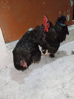 bantam