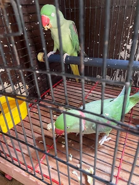 pahari parrots 0