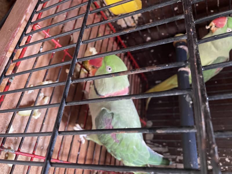 pahari parrots 1