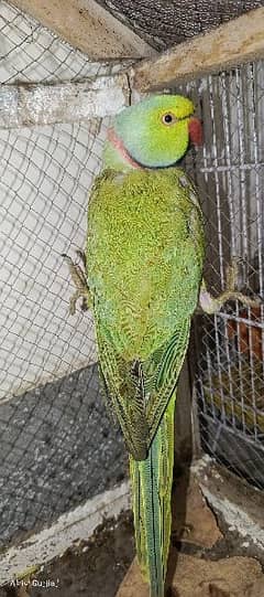 sale parrot