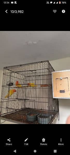 lotino parsnata hay breeding pair hay 0