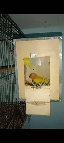 lotino parsnata hay breeding pair hay 1