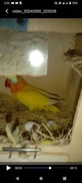 lotino parsnata hay breeding pair hay 2