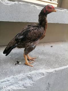 aseel hen for sale