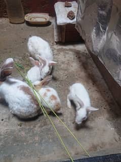 i m selling my Rabbits 1 active breeder pair with 3 babies