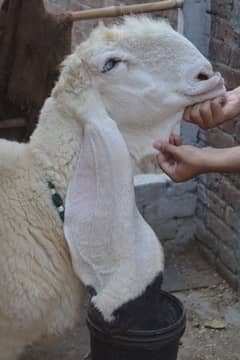 High quality 2 bache dene wali kajli sheep