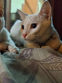 Cute Persian cats pair