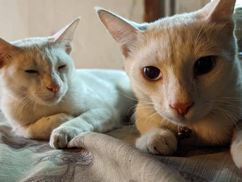 Cute Persian cats pair 2