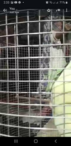 Cage and parrot for sale 0