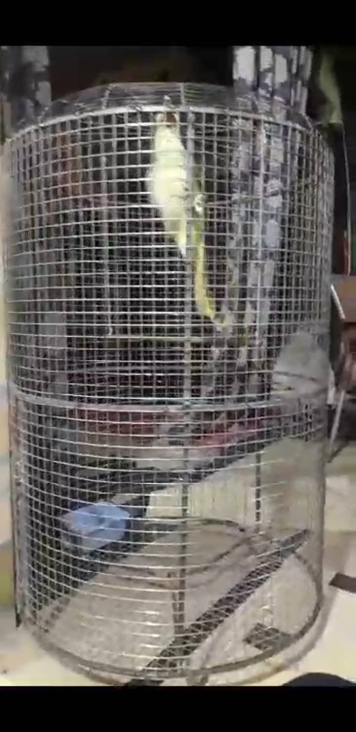 Cage and parrot for sale 2