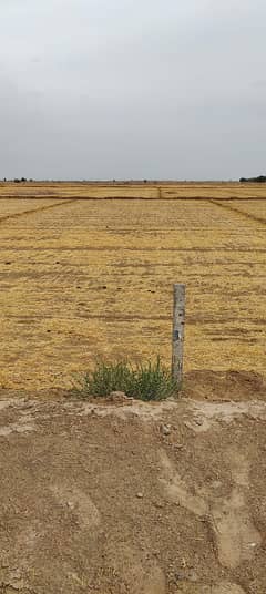 Agricultural Land For sale near Qila Drawar Yazman Bahawalpur