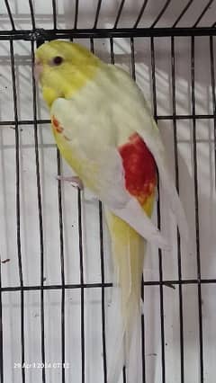 Lutino Rubino Rump Breeder Pair/Parrot/Pineapple Conure Pairs/Birds