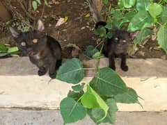 Russian black kittens pair (male& female)