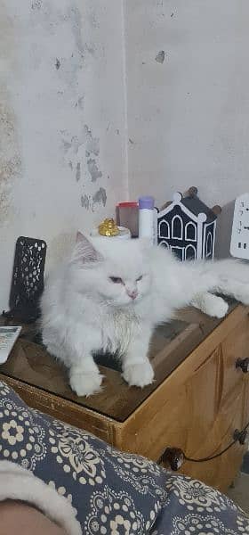 Persian kittens, adult cats, male, female. 5