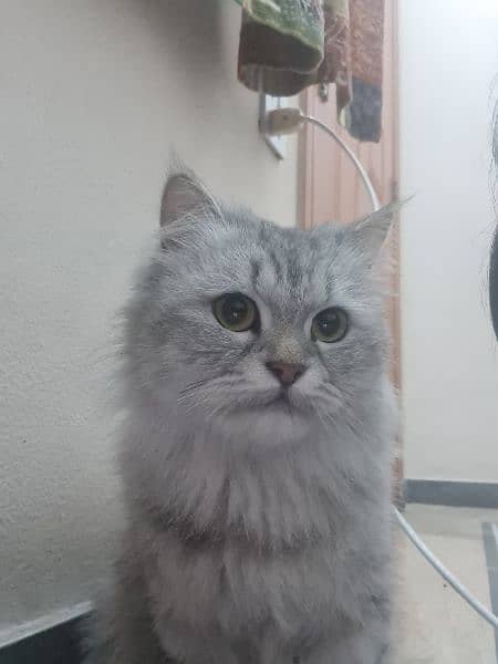 Persian kittens, adult cats, male, female. 7